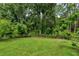Large backyard featuring a green lawn and bordered by trees and a black metal fence at 13038 Royal George Ave, Odessa, FL 33556