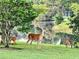 Deer Gathering grazing along a scenic lake with a lush green treeline at 13038 Royal George Ave, Odessa, FL 33556