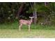Buck in the thick green landscape at 13038 Royal George Ave, Odessa, FL 33556