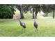 A pair of graceful Sandhill Cranes roam freely on the lush lawn of this property at 13038 Royal George Ave, Odessa, FL 33556
