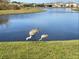 Scenic view of lake with two sandhill cranes on the bank, offering a tranquil waterfront experience at 5547 Silver Sun Dr, Apollo Beach, FL 33572