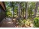 Secluded backyard with a wood pathway amidst lush trees and foliage at 3071 Bolt Dr, Palm Harbor, FL 34685