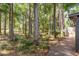 Relaxing backyard featuring mature trees, lush greenery, and inviting landscaping at 3071 Bolt Dr, Palm Harbor, FL 34685