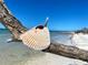 Close-up of a seashell nestled on a tree branch, with a tranquil beach and ocean in the background at 1573 Cumberland Ln, Clearwater, FL 33755
