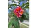 Beautiful bunch of pink flowers with green leaves, adding a touch of elegance and charm to the garden at 2807 Northcote Dr, Palm Harbor, FL 34684