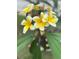 Close-up view of vibrant yellow flowers with green leaves, adding natural beauty to the property at 2807 Northcote Dr, Palm Harbor, FL 34684