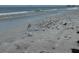 Scenic beach with birds wading along the shoreline, enhanced by gentle ocean waves at 4103 Gulf Blvd # 104, St Pete Beach, FL 33706