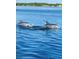 Experience wildlife in your backyard when you enjoy glimpses of dolphins from your home at 6158 Palma Del Mar S Blvd # 306, St Petersburg, FL 33715