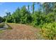 Large backyard with lush greenery providing privacy and a natural backdrop at 11137 Woodland Waters Blvd, Weeki Wachee, FL 34613