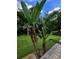 Lush yard featuring mature trees and decorative plants along the edge of the property at 10305 Worthy Lamb Way, New Port Richey, FL 34654