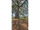 Expansive backyard featuring a large tree with steps attached and view of home with ample space for outdoor activities at 39772 Meadowood Loop, Zephyrhills, FL 33542