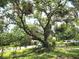 A majestic, mature tree stands proudly in the front yard, providing ample shade and character to the property at 6317 Buster Dr, Tampa, FL 33619
