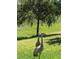 Backyard featuring a lush lawn, a mature tree, and a glimpse of wetland at 764 W Bayshore Dr, Tarpon Springs, FL 34689