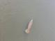 A solitary manatee swims peacefully in the murky water, showing its gentle nature at 925 Eagle Ln, Apollo Beach, FL 33572