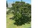 View of exterior grounds with mature tree and grass at 5530 80Th N St # A306, St Petersburg, FL 33709