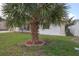 Front yard featuring a mature palm tree with fresh mulch in circular bed on a well-kept lawn at 7904 Judith Cres, Port Richey, FL 34668
