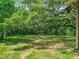 Expansive green backyard featuring mature trees, offering ample space for outdoor activities and enjoyment at 473 Forest Ave, Brooksville, FL 34601