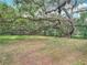 A large oak tree sits atop a grassy yard, framing a house in the background at 473 Forest Ave, Brooksville, FL 34601