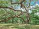 Sprawling and ancient oak tree in a lush yard, with limbs reaching towards the sky at 473 Forest Ave, Brooksville, FL 34601