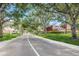 Scenic street view lined with mature trees, leading to well-maintained homes in a residential community at 2706 11Th Ct, Palm Harbor, FL 34684