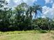 Picture of the lush property with mature trees, palms, and green grass at 17830 Simmons Rd, Lutz, FL 33548