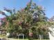 Beautiful flowering tree in full bloom against a bright blue sky near a community at 19029 Us Highway 19 N # 5-16, Clearwater, FL 33764