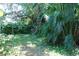 View of the back yard showing foliage and trees around the perimeter at 6326 55Th N Ave, St Petersburg, FL 33709