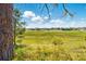 Backyard view featuring a lush green field and trees, framed by the tree trunk at 577 Waterfall Dr, Spring Hill, FL 34608