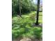 Scenic backyard view featuring two deer grazing peacefully near a pond and lush greenery at 1801 E Lake Rd # 3A, Palm Harbor, FL 34685