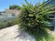 Picturesque backyard with a blooming bougainvillea bush, brick patio, and lush green lawn at 4214 Foxboro Dr, New Port Richey, FL 34653