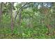 A backyard featuring abundant greenery and mature trees creating a peaceful, natural setting at 8828 Jasmine Blvd, Port Richey, FL 34668