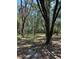 Picturesque setting amongst mature trees at 12720 Jan St, San Antonio, FL 33576