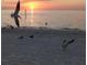 Serene beach scene with birds gathering along the shore as the sun sets over the calm water at 5529 White Marlin Ct, New Port Richey, FL 34652