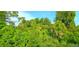 Lush green vegetation with green trees, plants, and underbrush on a sunny day at 17015 Coral Key Dr, Nokomis, FL 34275