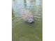 View of a manatee swimming in the water near the property at 14409 Birch St, Hudson, FL 34667