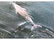 View of a dolphin swimming in the water near the property at 14409 Birch St, Hudson, FL 34667