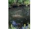 Underwater view capturing a group of gentle manatees swimming in a serene creek at 5332 Riverwalk Preserve Dr, New Port Richey, FL 34653