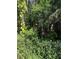 Dense, wild vegetation with lush green foliage and tropical plants creating a secluded natural setting at 5804 Red Cedar Ln # 5804, Tampa, FL 33625