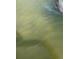Close up of a dolphin swimming in murky green water at 4321 Sunrise S Dr, St Petersburg, FL 33705