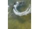 Two dolphins frolicking in the shimmering water on a sunny day at 4321 Sunrise S Dr, St Petersburg, FL 33705