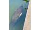 A manatee swimming in murky green water next to a concrete edge at 4321 Sunrise S Dr, St Petersburg, FL 33705