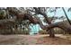 A tranquil view of the water is framed by the twisted boughs of a mature tree at 8260 32Nd N Ave, St Petersburg, FL 33710