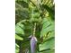 Close-up of a banana tree with a budding bunch of green bananas in a lush, tropical garden at 1014 Sylvia Ln, Tampa, FL 33613