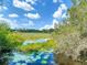 Picturesque view of a serene pond filled with lily pads and surrounded by lush greenery and a blue sky at 1014 Sylvia Ln, Tampa, FL 33613