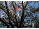 Image features an American flag seen through the branches of a mature tree at 8471 Fantasia Park Way, Riverview, FL 33578