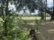 Lush backyard with mature trees and plenty of shaded green space at 10308 Fore Dr, Tampa, FL 33612