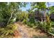 Lush backyard with brick-lined pathway, providing a serene outdoor retreat at 1235 Nelson St, Dunedin, FL 34698