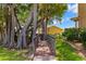 Charming waterfront walkway leading to the dock, shaded by mature trees and lush landscaping at 191 Banyan Bay Dr, St Petersburg, FL 33705