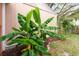 Lush tropical foliage adds a touch of paradise to the edge of the property with wooden fence boundary at 9466 Forest Hills Cir, Tampa, FL 33612