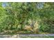 Scenic backyard view featuring a tranquil creek surrounded by lush greenery, offering a peaceful natural setting at 8208 Praise Dr, Tampa, FL 33625
